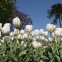 Tulipes a Morges 2007 - 201